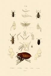 Polilla pluma